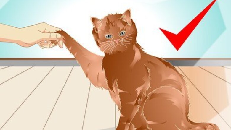 How to Teach a Cat to "High Five"