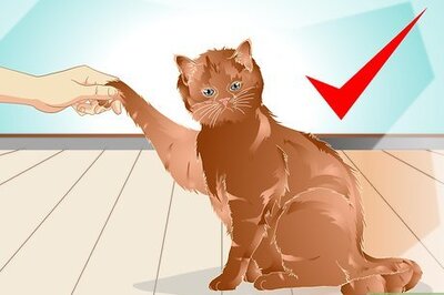 How to Teach a Cat to