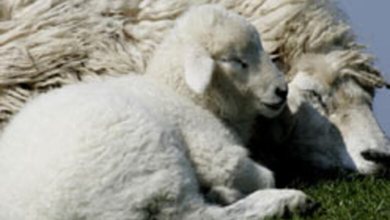 Iran doctors claim cloning a sheep