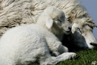 Iran doctors claim cloning a sheep