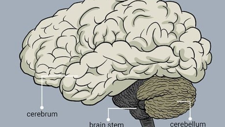 How to Understand the Four Main Parts of the Brain