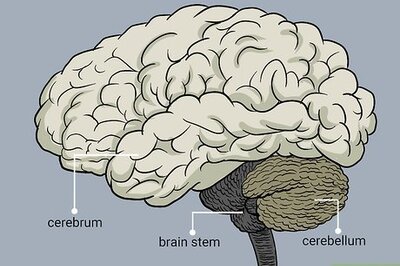 How to Understand the Four Main Parts of the Brain