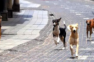 Four-month-old Boy Dies After Being 'Attacked' by Stray Dog in Hyderabad