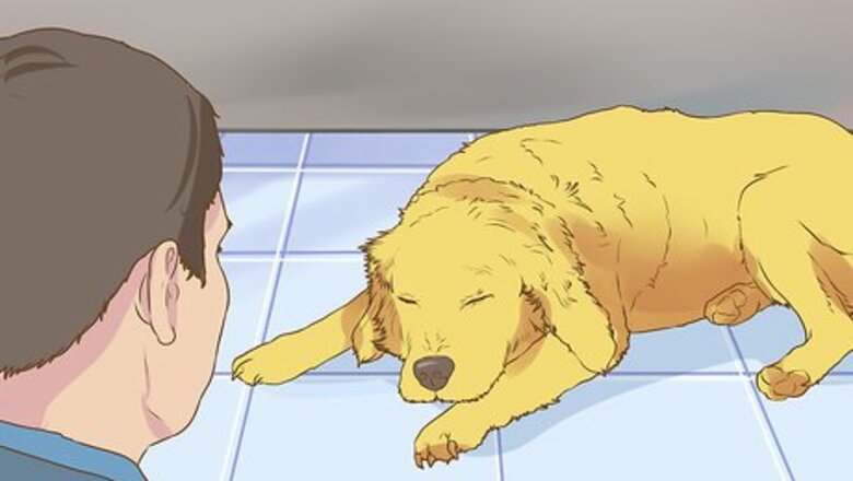 How to Get Veterinary Hospice Care for Your Dog