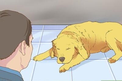 How to Get Veterinary Hospice Care for Your Dog
