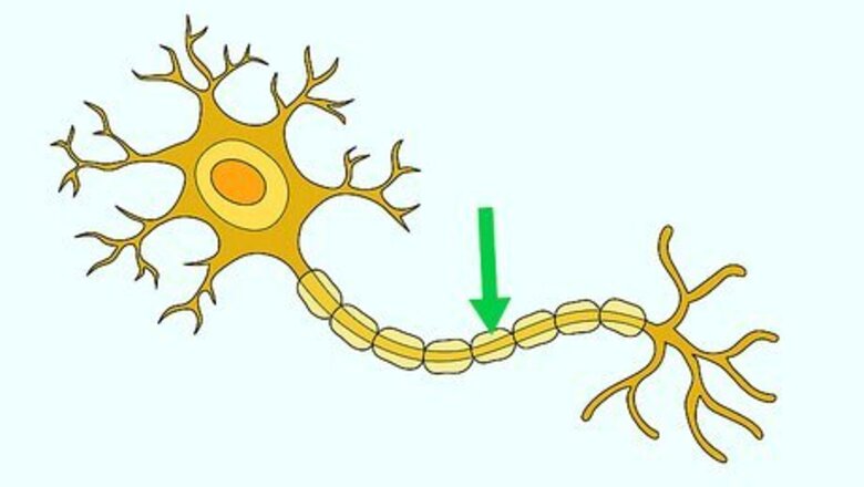 How to Increase Myelin
