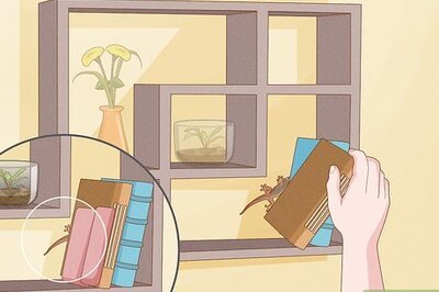 How to Chase Lizards out of Your House