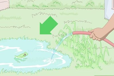 How to Attract Frogs