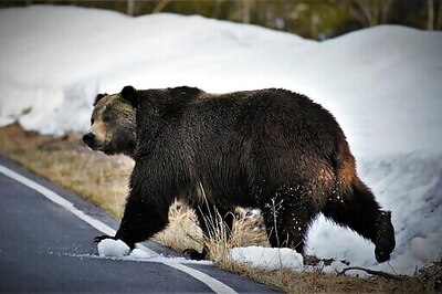 Montana Seeks To End Protections For Glacier-area Grizzlies