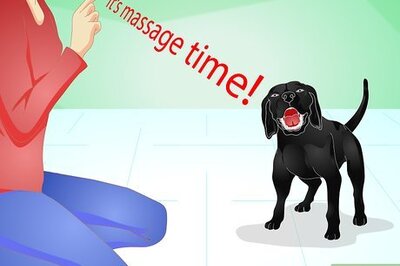 How to Give Your Dog a Massage