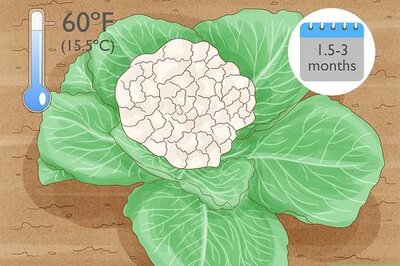 How to Grow Cauliflower