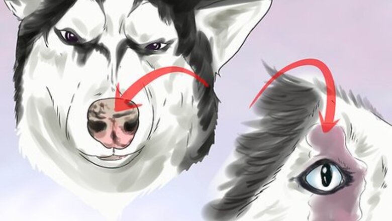 How to Treat Autoimmune Disorders in Siberian Huskies