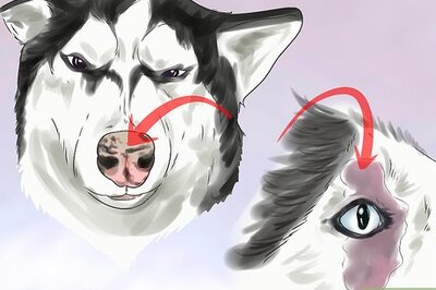 How to Treat Autoimmune Disorders in Siberian Huskies