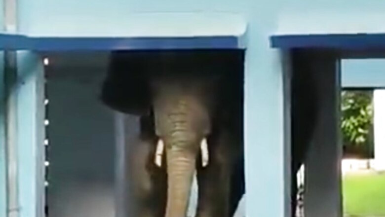 WATCH: Elephant Roams Around Corridors of Army Public School in Guwahati