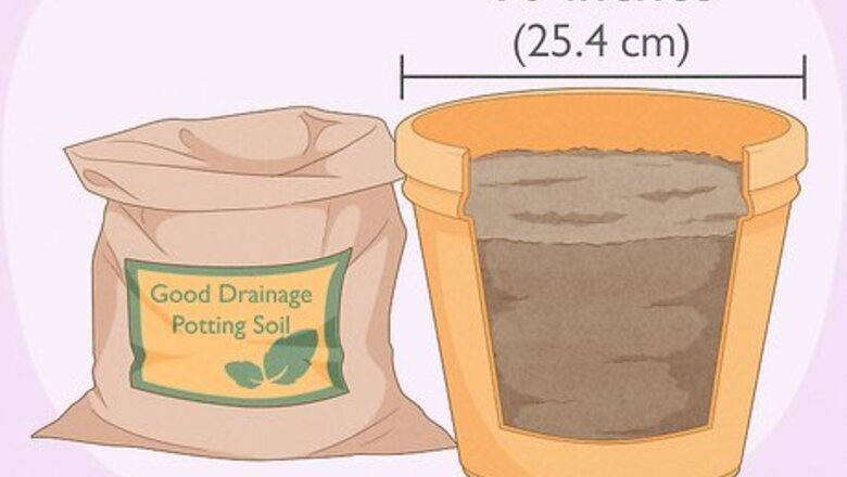 How to Plant Oxalis