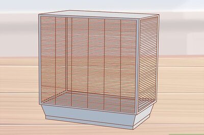 How to Take Care of a Parakeet