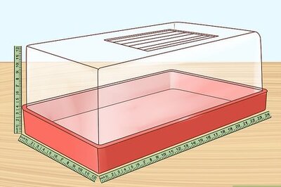 How to Care for Winter White Dwarf Hamsters