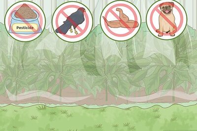 How to Create a Habitat for a Toad