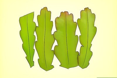How to Grow Epiphyllum Cactus