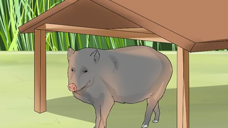 How to Care for a Javelina