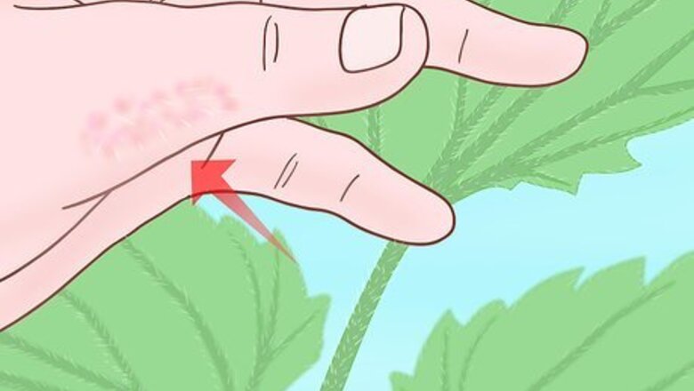 How to Touch Nettles Without Stinging Yourself