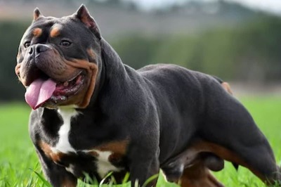 This Dog Breed Is Infamous For Their Powerful Bite That Can Break Human Bones