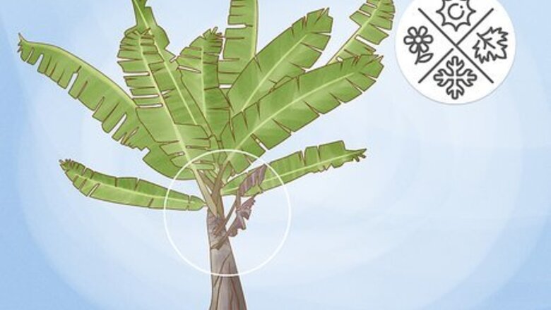 How to Prune Banana Trees