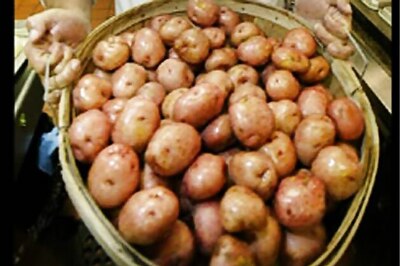 Bihar potato farmer sets new world record