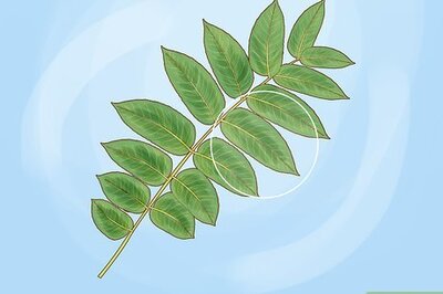 How to Identify a Black Walnut Tree