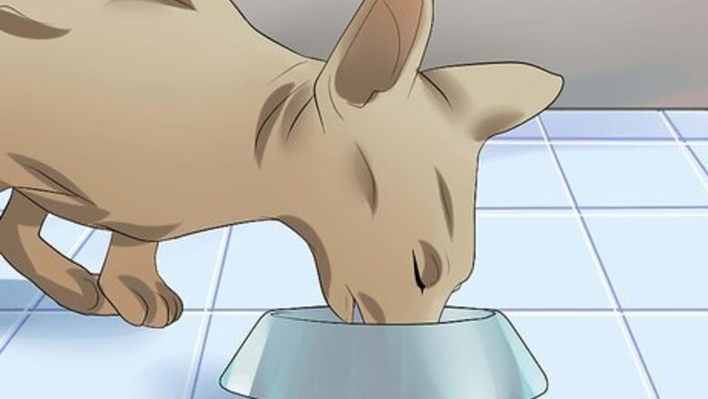 How to Care for Sphynx Cats