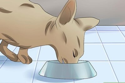 How to Care for Sphynx Cats