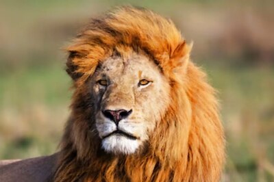 Why Is Lion Called The King Of The Jungle