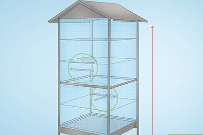 How to Care for a Conure