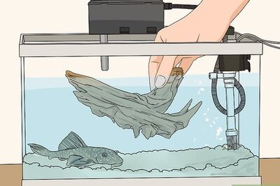 How to Feed a Pleco