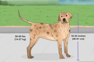 How to Identify a Treeing Cur