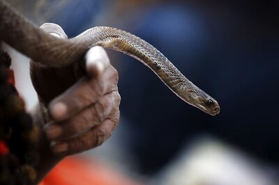 Fried, Steamed and Mixed in Wine: Snake Delicacies Are Being Used to Treat Diseases in Vietnam