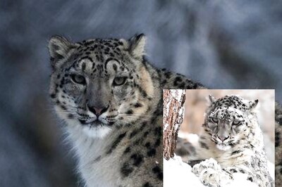 IFS Officer Shares Breathtaking Video of 'Majestic' Snow Leopard