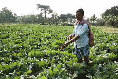 Maharashtra Farmer Earns 20 Paise a Kg for Brinjal Crop, Destroys Plantation in Despair
